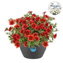 Afbeelding van HP27 o.kl. Calibrachoa Orange